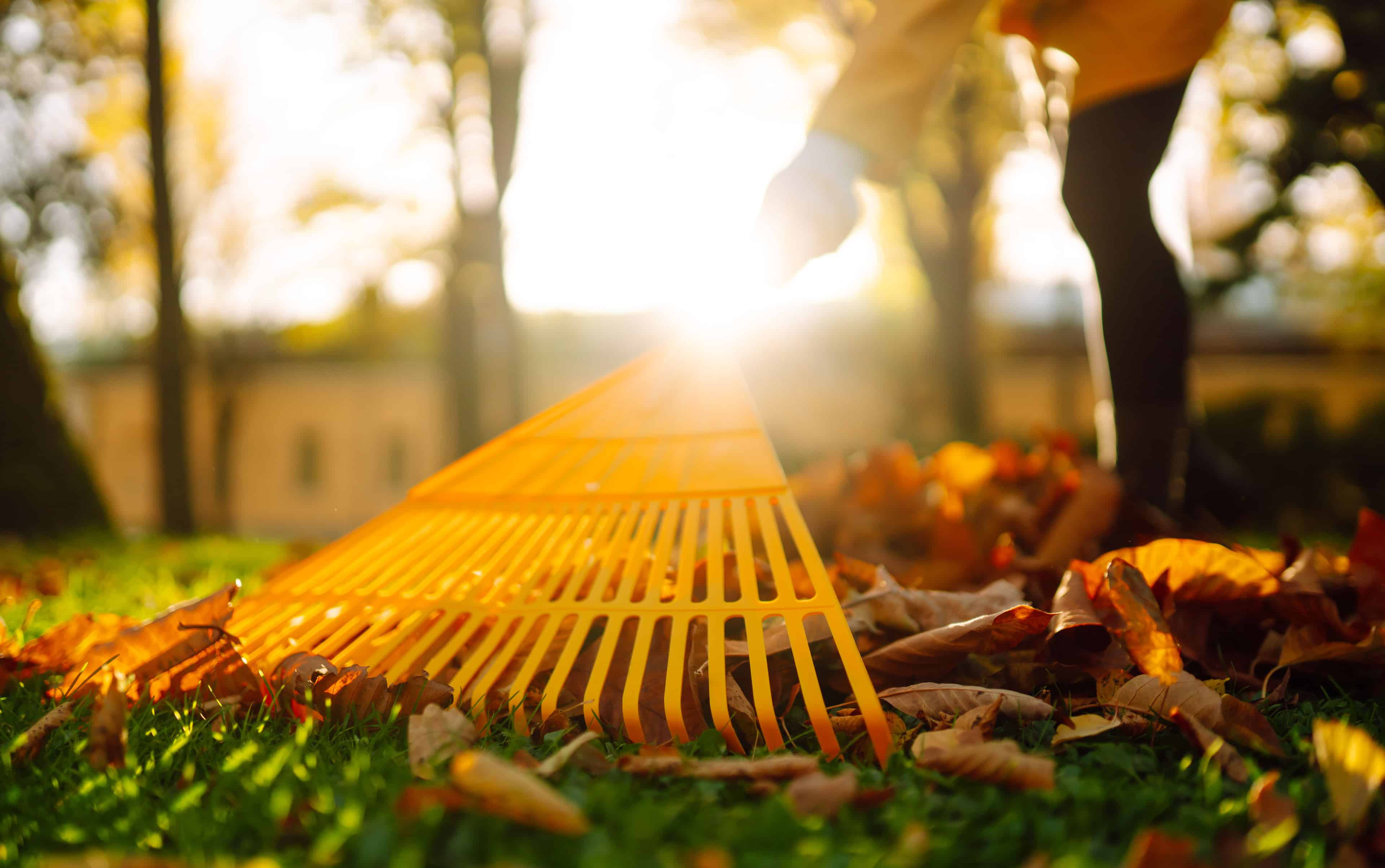 Leaf Removal image